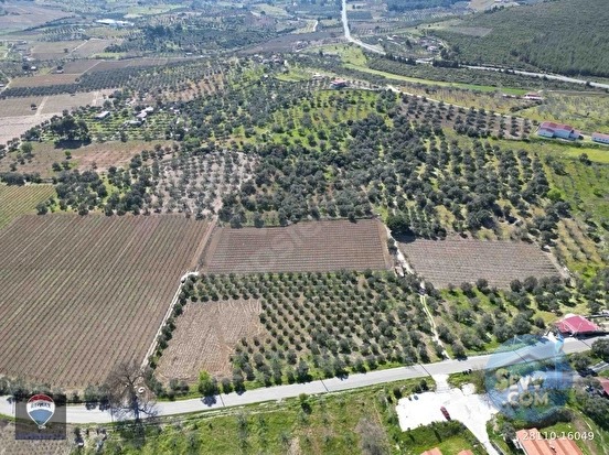 SATILIK KUŞADASI/ÇINARKÖY DE ZEYTIN VE INCIR AĞACI DIKILI BAĞ-BAHÇE - AYDIN KUŞADASI fotoğraf 15