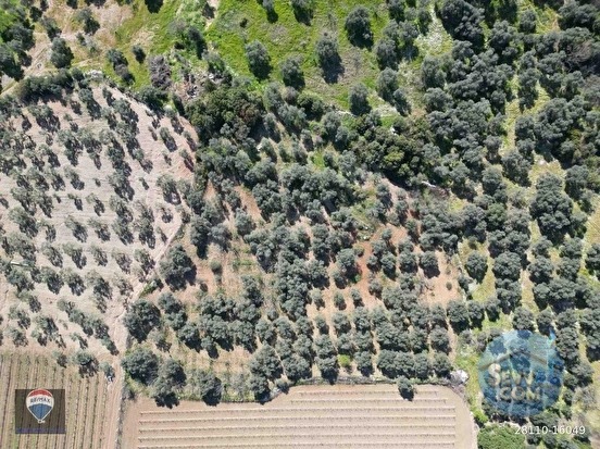 SATILIK KUŞADASI/ÇINARKÖY DE ZEYTIN VE INCIR AĞACI DIKILI BAĞ-BAHÇE - AYDIN KUŞADASI fotoğraf 21