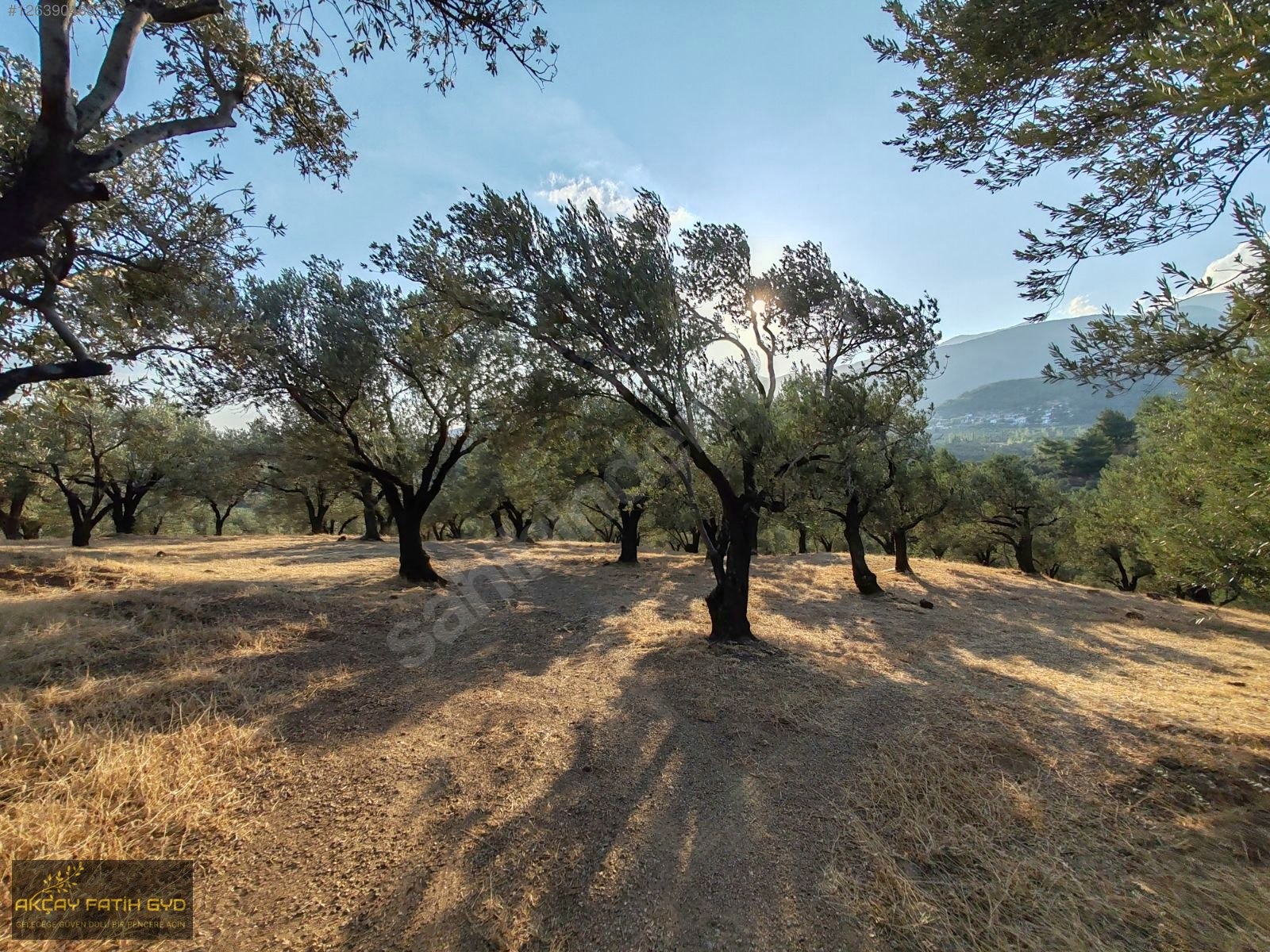 Zeytinli de 8.5 Dönüm SATILIK Zeytinlik - BALIKESİR EDREMİT fotoğraf 12