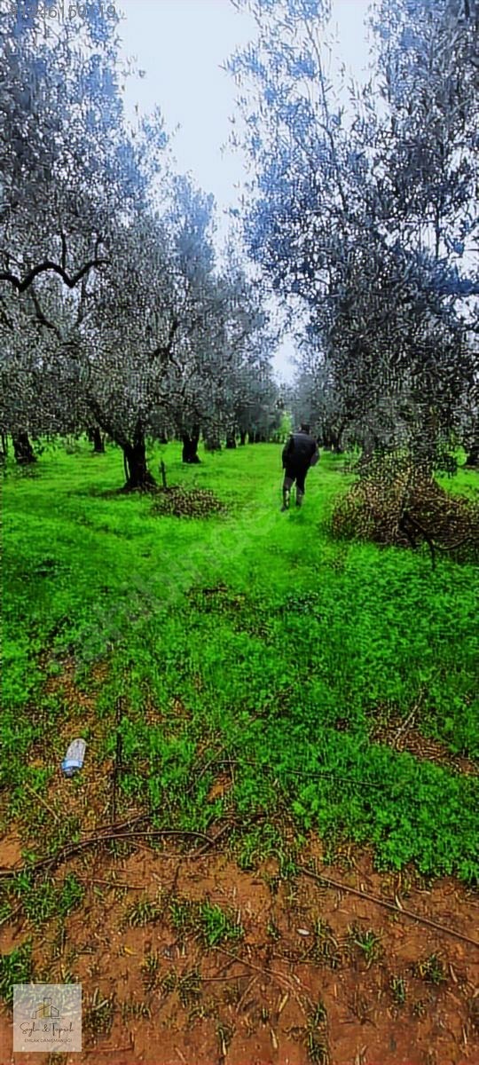 İZNİK MAHMUDİYE BAKİMLİ ZEYTİNLİK 1700 MT - BURSA İZNİK fotoğraf 4