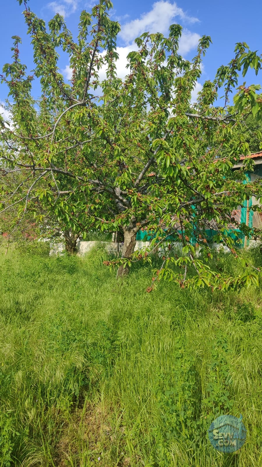 KÜTAHYA ŞAPHANE SUBAŞI'NDA SATILIK 2249m² BAHÇE - Kütahya Şaphane fotoğraf 21