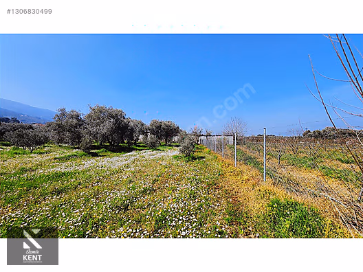 Kemalpaşa Ören Satılık Zeytinlik 1.230 m2 - İZMİR KEMALPAŞA fotoğraf 30