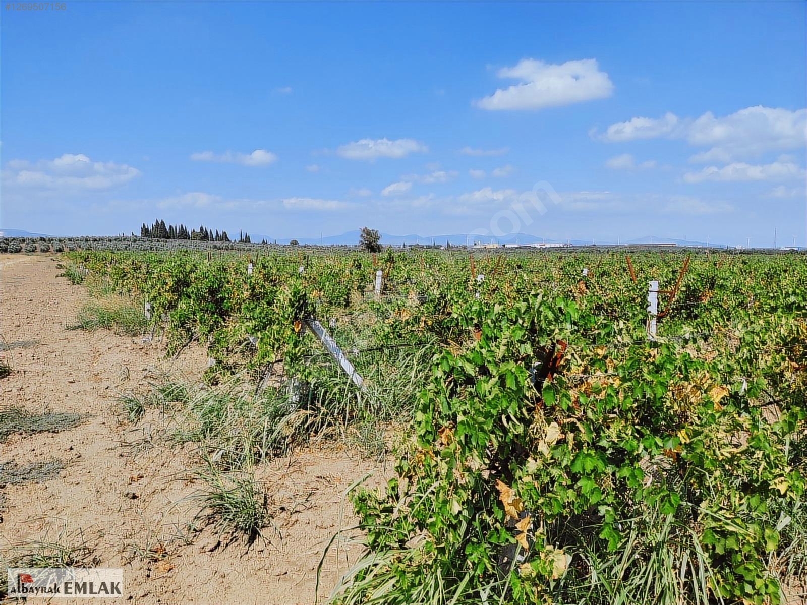 AKHİSAR DA SATILIK 52.000 M2 BAĞ VE BOŞ TARLA SU ELEKTRİK VAR - MANİSA AKHİSAR fotoğraf 7