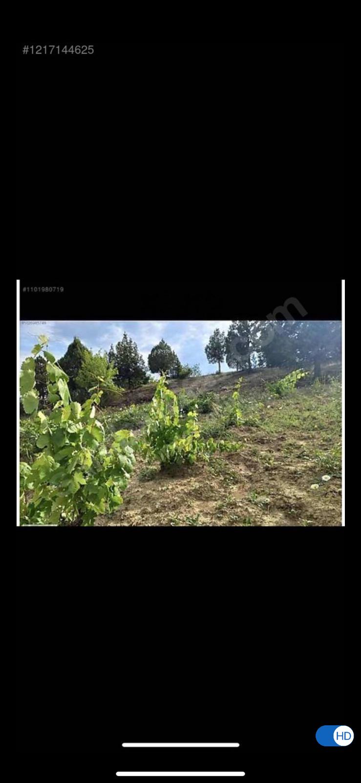 Acil satılık üzüm bağı (pazarlık mevcuttur) - BİLECİK YENİPAZAR fotoğraf 2