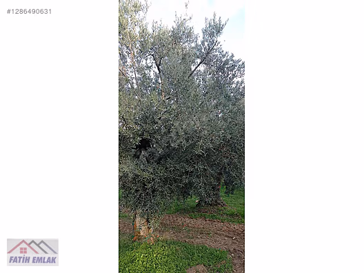 Fatih'ten Karsak ta 1245m2 yolu olan göl manzaralı zeytinlik - BURSA ORHANGAZİ fotoğraf 21