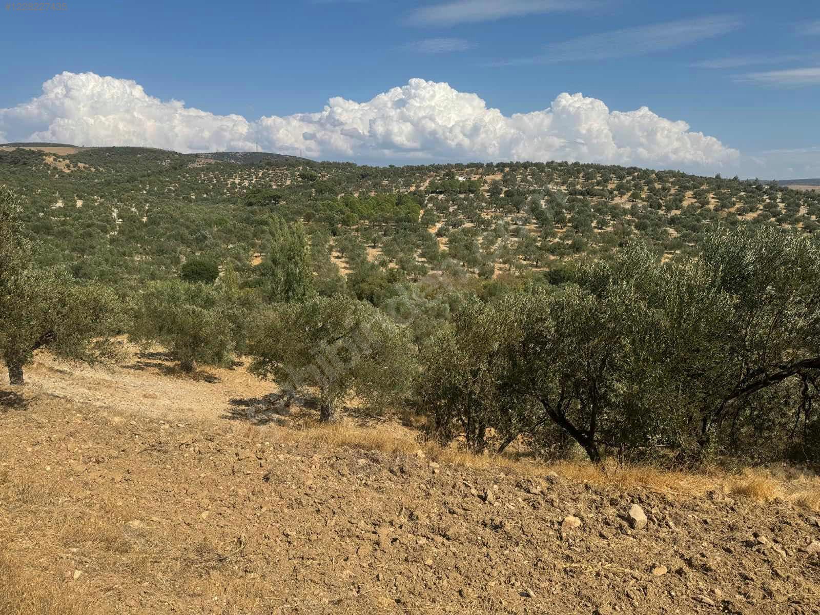 İZMİR ALİAĞA AŞAĞIŞAKRAN MAHALLESİNDE’NDE 8.320 M² ZEYTİNLİK SATILIKTIR - İZMİR ALİAĞA fotoğraf 10