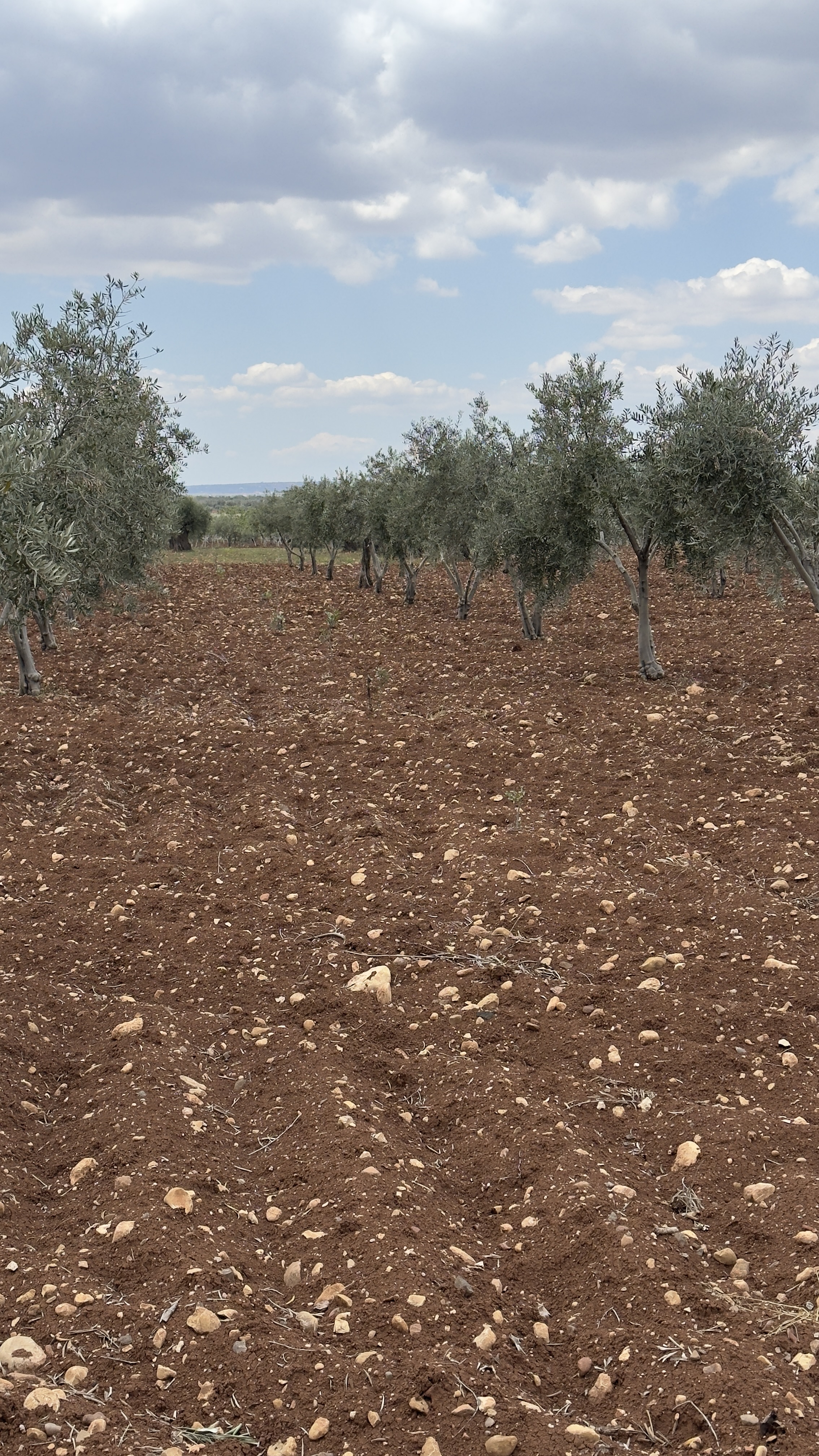 ÖZGÜRoğluEMLAK,tan SATILIK ZEYTİNLİK  - KİLİS MERKEZ fotoğraf 4