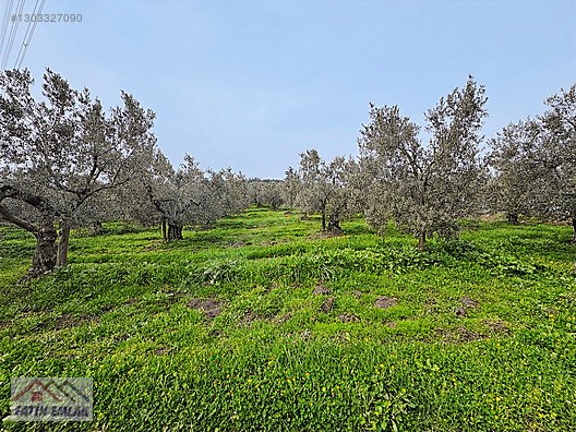 GEMLİK MURATOBA KÖYÜNDE 4695m² SATILIK ZEYTİNLİK - BURSA GEMLİK fotoğraf 4