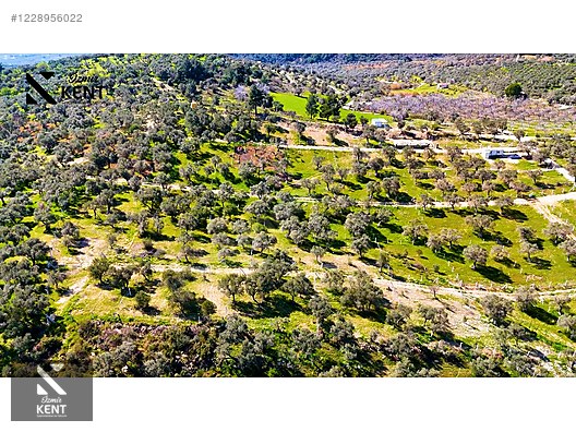 Kemalpaşa Vişneli Satılık 370 m2 Bahçe Elektrik Su Yol - İZMİR KEMALPAŞA fotoğraf 48