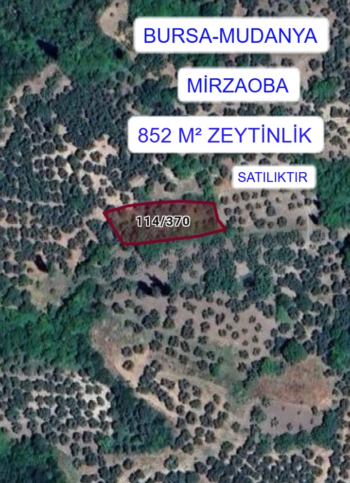 BURSA MUDANYA MİRZAOBA MAH. 852M² ZEYTİNLİK SATILIK