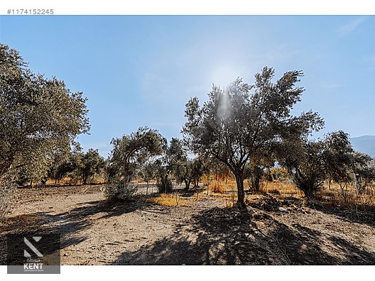 Kemalpaşa Sekiz Eylül Merkeze Yakın Satılık 3440 m2 Zeytinlik - İZMİR KEMALPAŞA fotoğraf 5