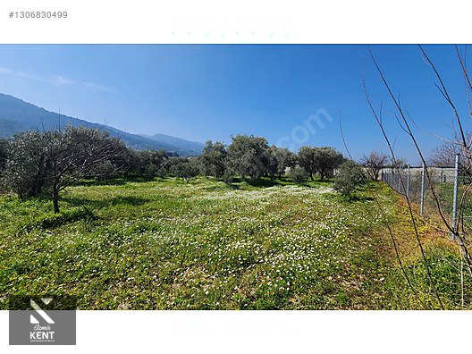 Kemalpaşa Ören Satılık Zeytinlik 1.230 m2 - İZMİR KEMALPAŞA fotoğraf 33