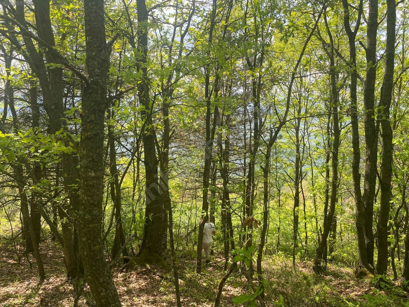 BURSA M.KEMALPAŞA KURŞUNLU  7.300 M² TARLA SATILIKTIR. - BURSA MUSTAFAKEMALPAŞA fotoğraf 19