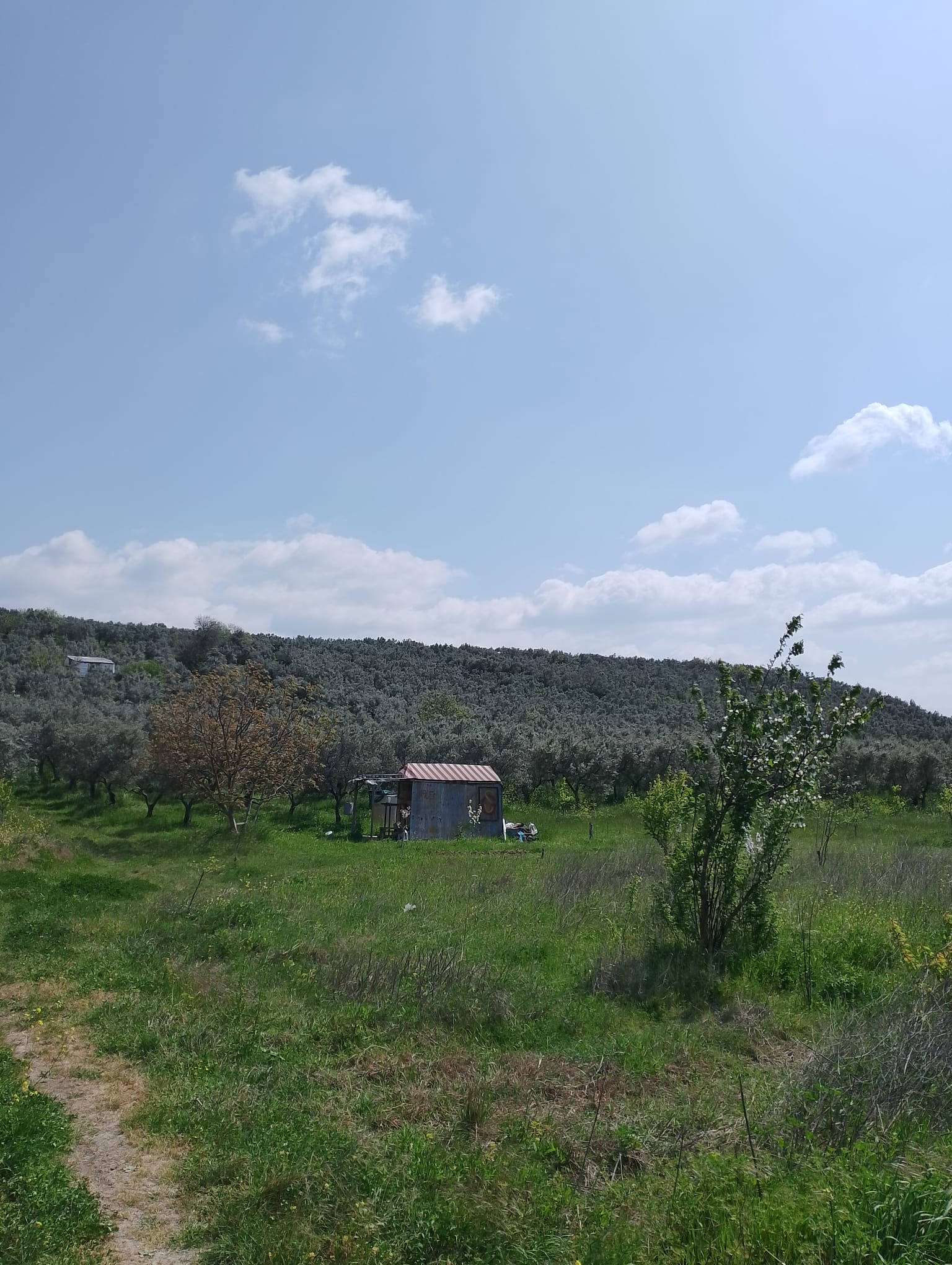 BURSA GEMLİK UMURBEY SATILIK TARLA 2114m² - BURSA GEMLİK fotoğraf 13