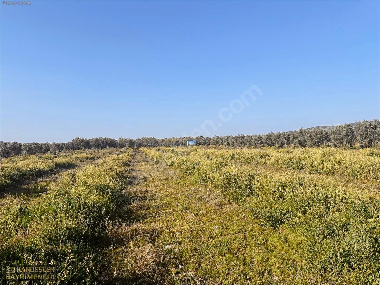 SATILIK GÖLMARMARA SALİHLİ YOLU ÜZERİNDE ASFALT ÜSTÜ ZEYTİNLİK - MANİSA AKHİSAR fotoğraf 9