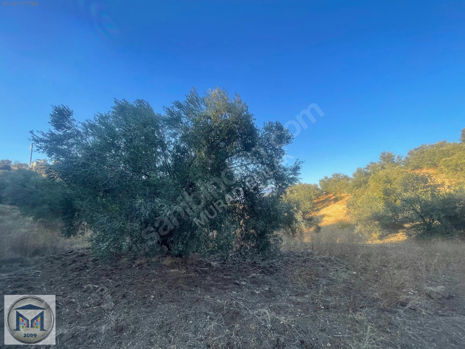 PELİTKÖY SAHİLDE İMARA 650 METRE SATILIK 6.500M2 ZEYTİNLİK - BALIKESİR BURHANİYE fotoğraf 4
