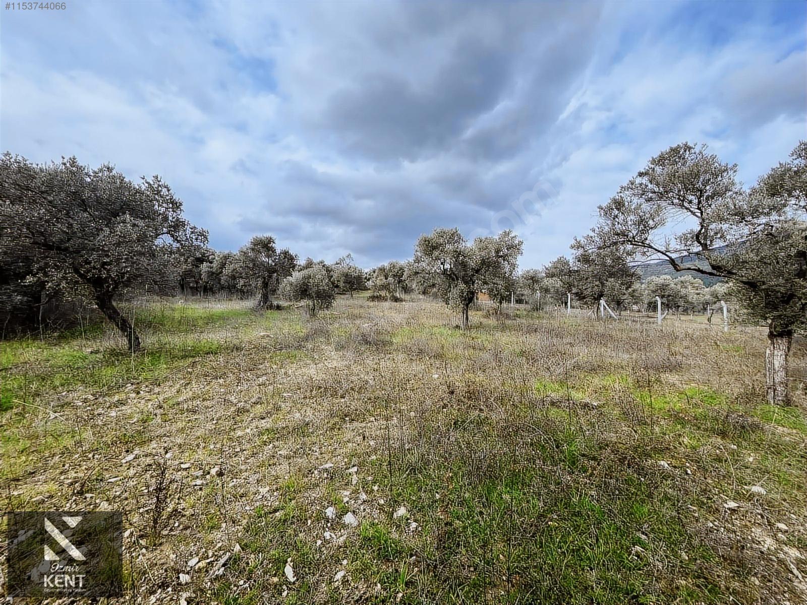 Kemalpaşa Gökyaka Satılık 2700 m2 Bahçe - İZMİR KEMALPAŞA fotoğraf 4
