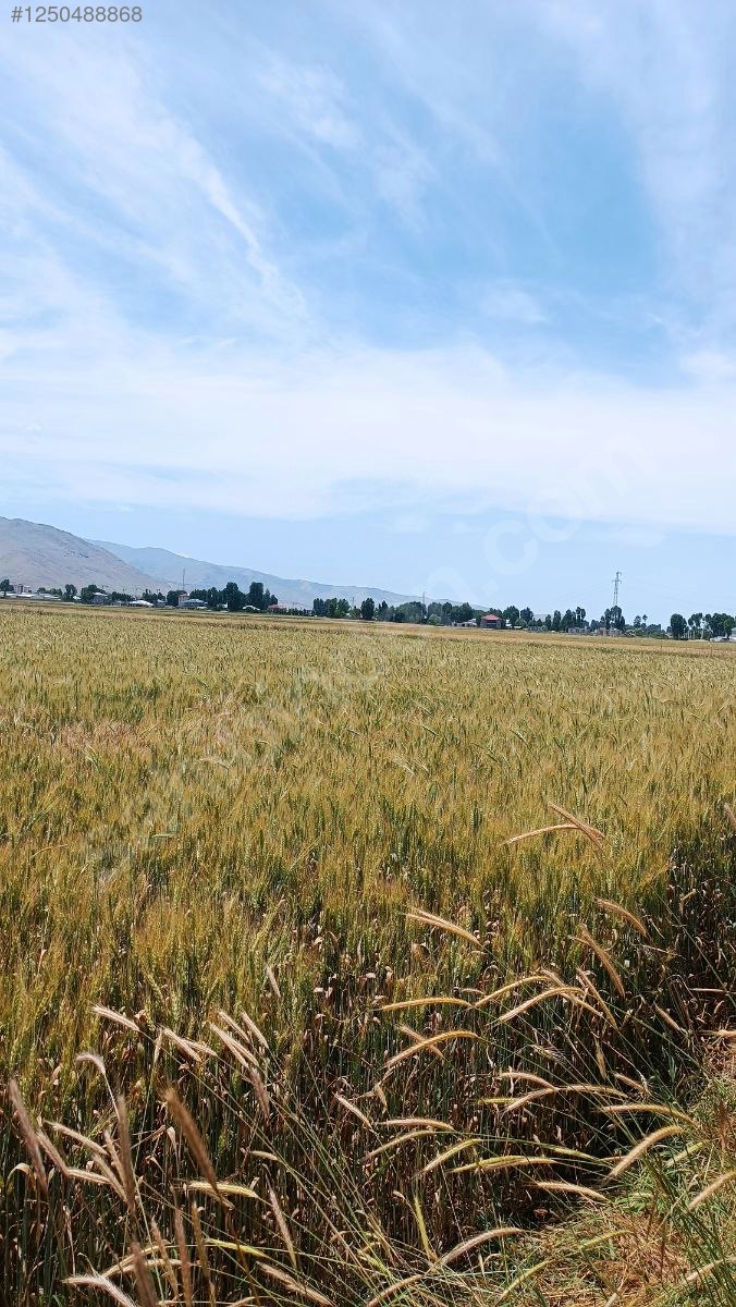 Sahibinden acil satılık kelepir arsa 8.000 M² Muş / Merkez / Sungu Bld. - MUŞ MERKEZ fotoğraf 2