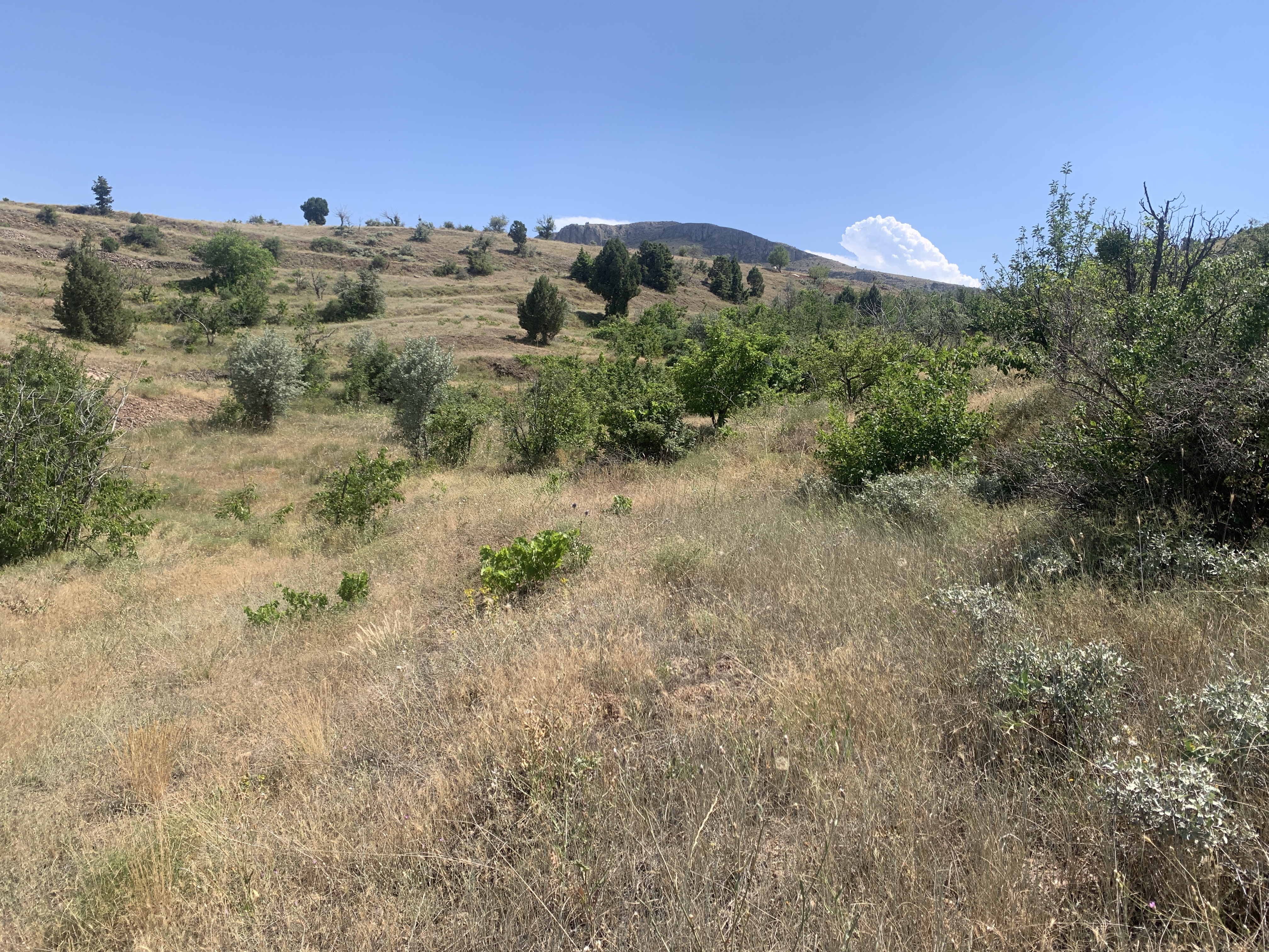 KONYA BOZKIR HACILAR KÖYÜNDE 236 M2 BAĞ SATILIKTIR. - KONYA BOZKIR fotoğraf 4
