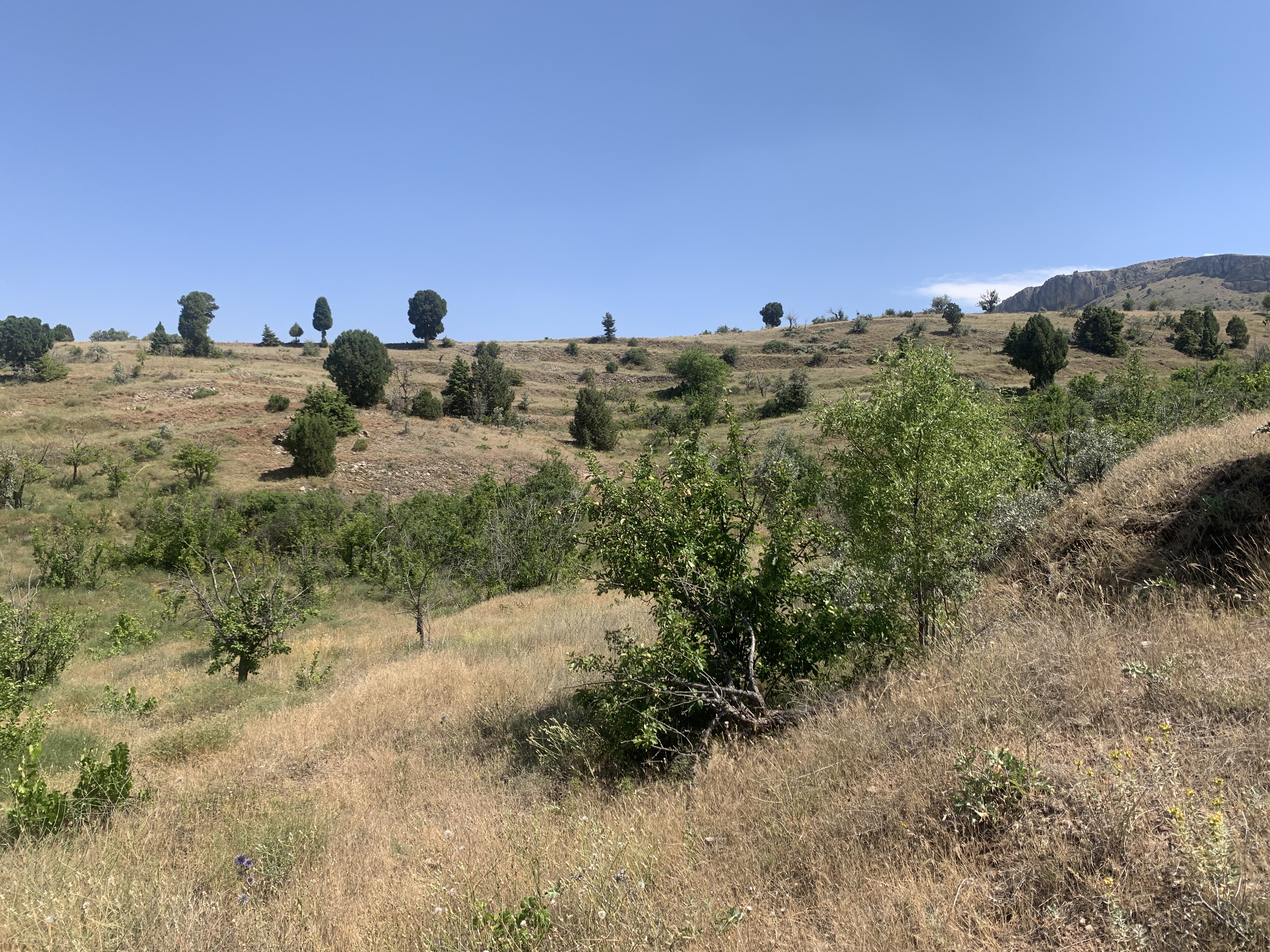 KONYA BOZKIR HACILAR KÖYÜNDE 236 M2 BAĞ SATILIKTIR. - KONYA BOZKIR fotoğraf 13