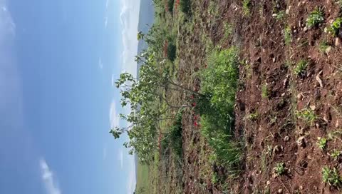 Yatırıma fırsat fıstık bağı SATILIK   37.000 M² Siirt / Merkez / Doluharman Köyü - SİİRT MERKEZ fotoğraf 2