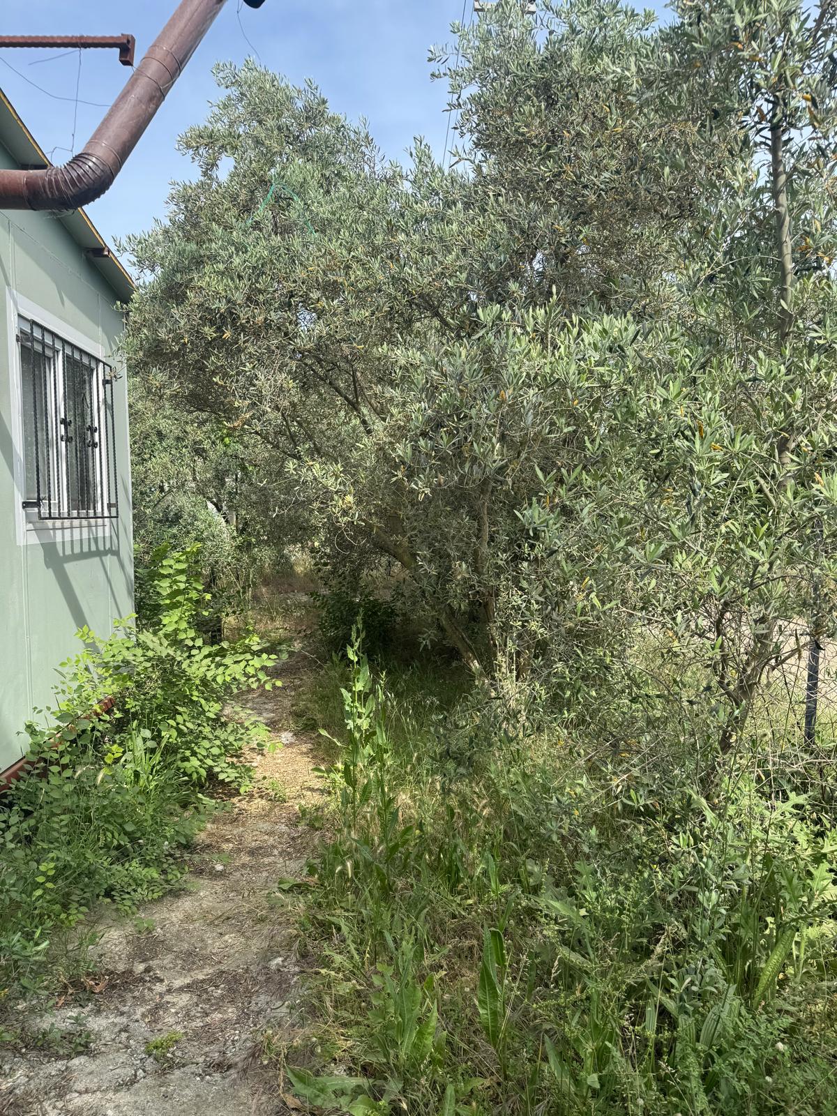 Zeytin ve meyve bahçesi 1+1 prefabrik daire - MUĞLA SEYDİKEMER fotoğraf 19