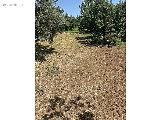 BURSA İZNİK ÖMERLİ  KÖYÜNDE 54 M² BAĞ  SATILIKTIR - BURSA İZNİK fotoğraf 12