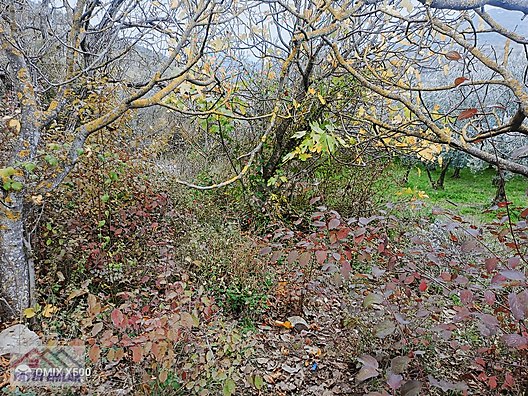 FATİH EMLAKTAN ŞAHİNYURDUNDA 956M2 SATILIK ZEYTİNLİK - BURSA GEMLİK fotoğraf 2