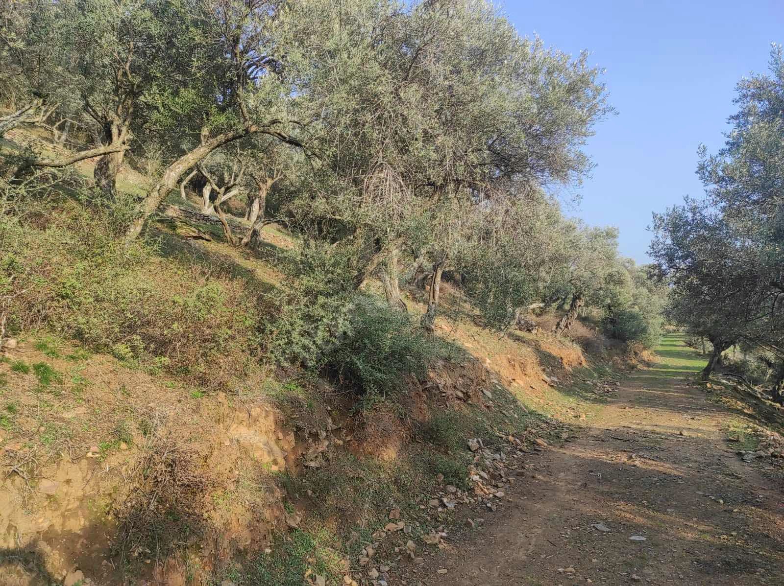 İZMİR BAYINDIR ÇENİKLER KÖYÜNDE 854 M² ZEYTİNLİK  SATILIKTIR - İZMİR BAYINDIR fotoğraf 15