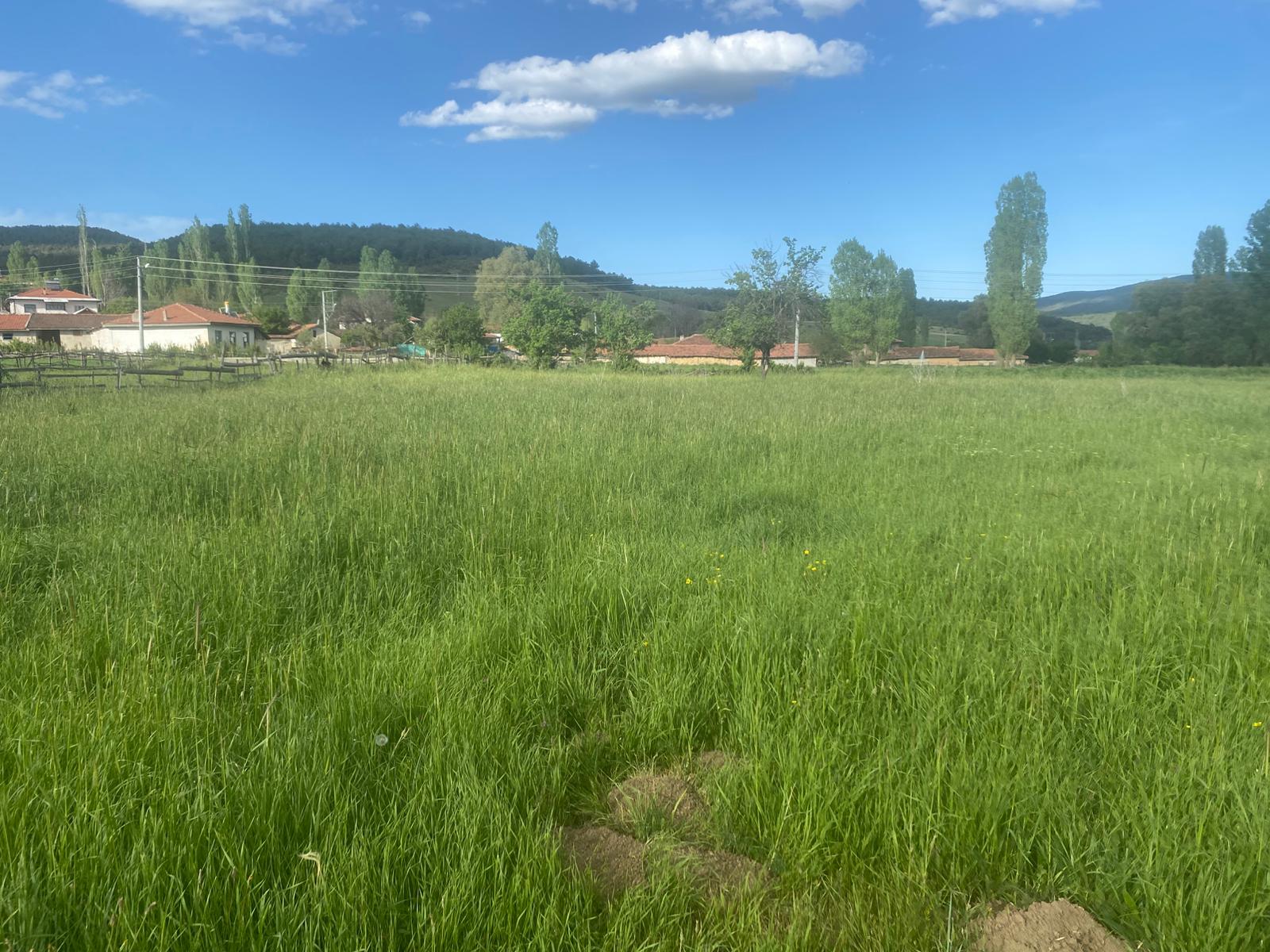 KÜTAHYA ALTINTAŞ SARAYCIK KÖYÜNDE 2.291 M² TARLA SATILIKTIR. - KÜTAHYA ALTINTAŞ fotoğraf 6