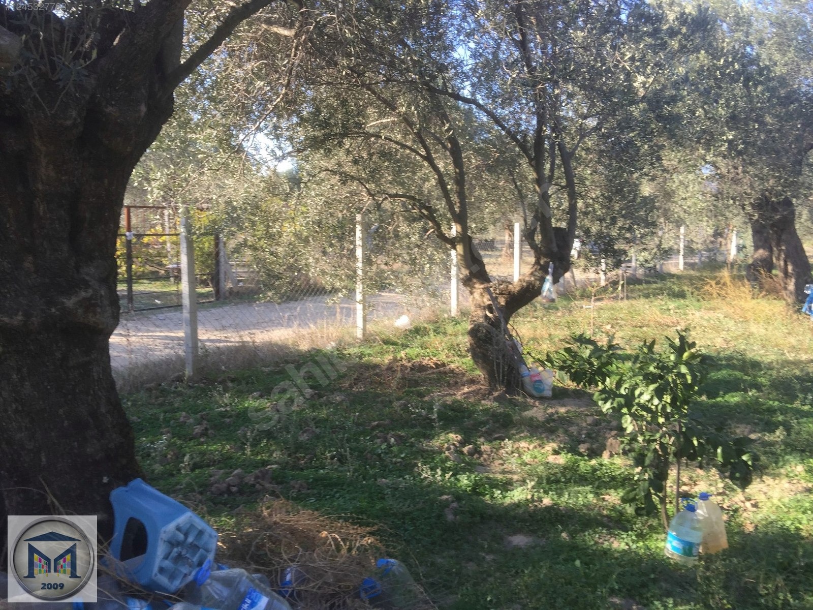 HAVRAN İNÖNÜ KÖYÜNDE 1600 M2 SATILIK ZEYTİNLİK - BALIKESİR HAVRAN fotoğraf 6
