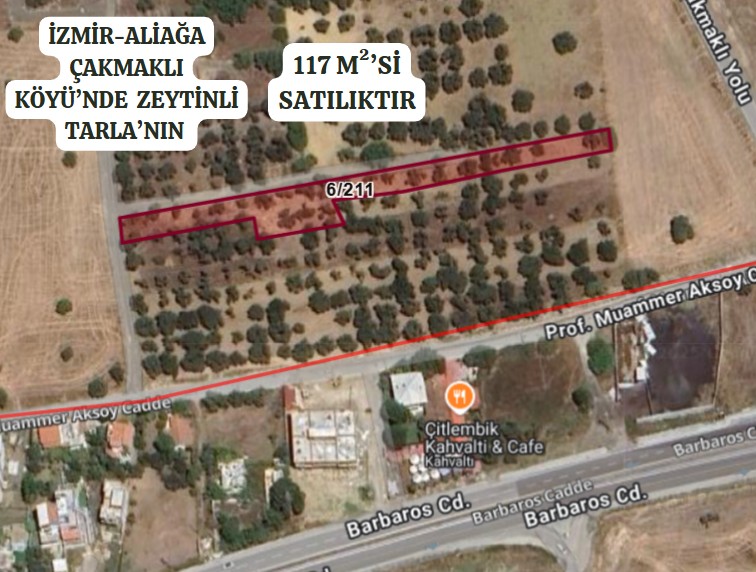 İZMİR ALİAĞA ÇAKMAKLI KÖYÜ’NDE ZEYTİNLİ TARLANIN 117 M²’Sİ SATILIKTIR - İZMİR ALİAĞA fotoğraf 3