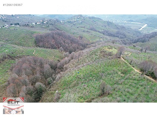 DÜZCE AKÇAKOCA DA EV YAPIMINA UYGUN SATILIK 7.768 M2 FINDIKLIK - DÜZCE AKÇAKOCA fotoğraf 33