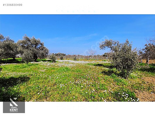 Kemalpaşa Ören Satılık Zeytinlik 1.230 m2 - İZMİR KEMALPAŞA fotoğraf 44