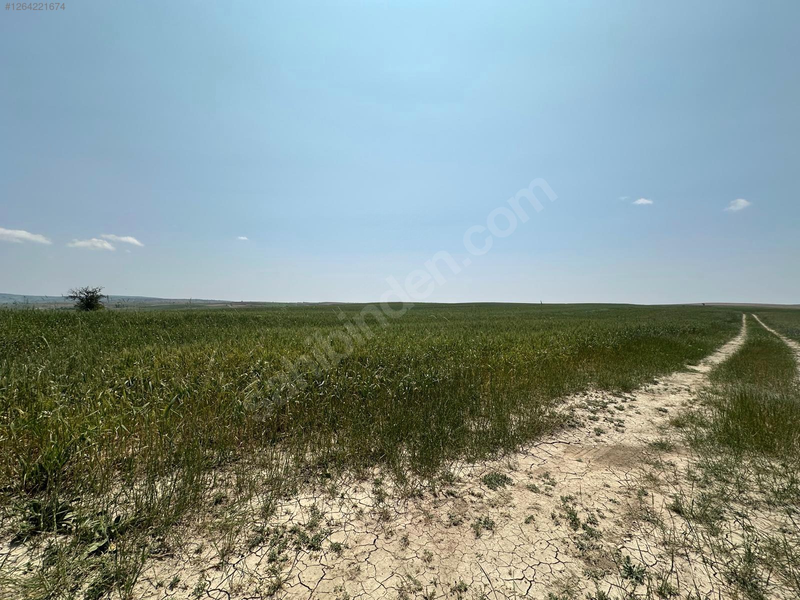 ÇANKIRI MERKEZ TUZLU   KÖYÜNDE 2.300  M² TARLA  SATILIKTIR - ÇANKIRI MERKEZ fotoğraf 5