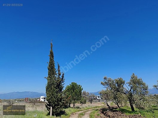HAVRAN MESCİT MAHALLESİ OTOYOLA YAKIN 10 DÖNÜM SATIILIK ZEYTİNLİ - BALIKESİR HAVRAN fotoğraf 7