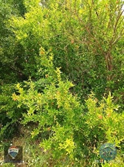 GÜLLÜBAHÇE MEVKİİ SATILIK ZEYTİNLİK-DEĞİRMEN VE HARIMI - AYDIN SÖKE fotoğraf 8