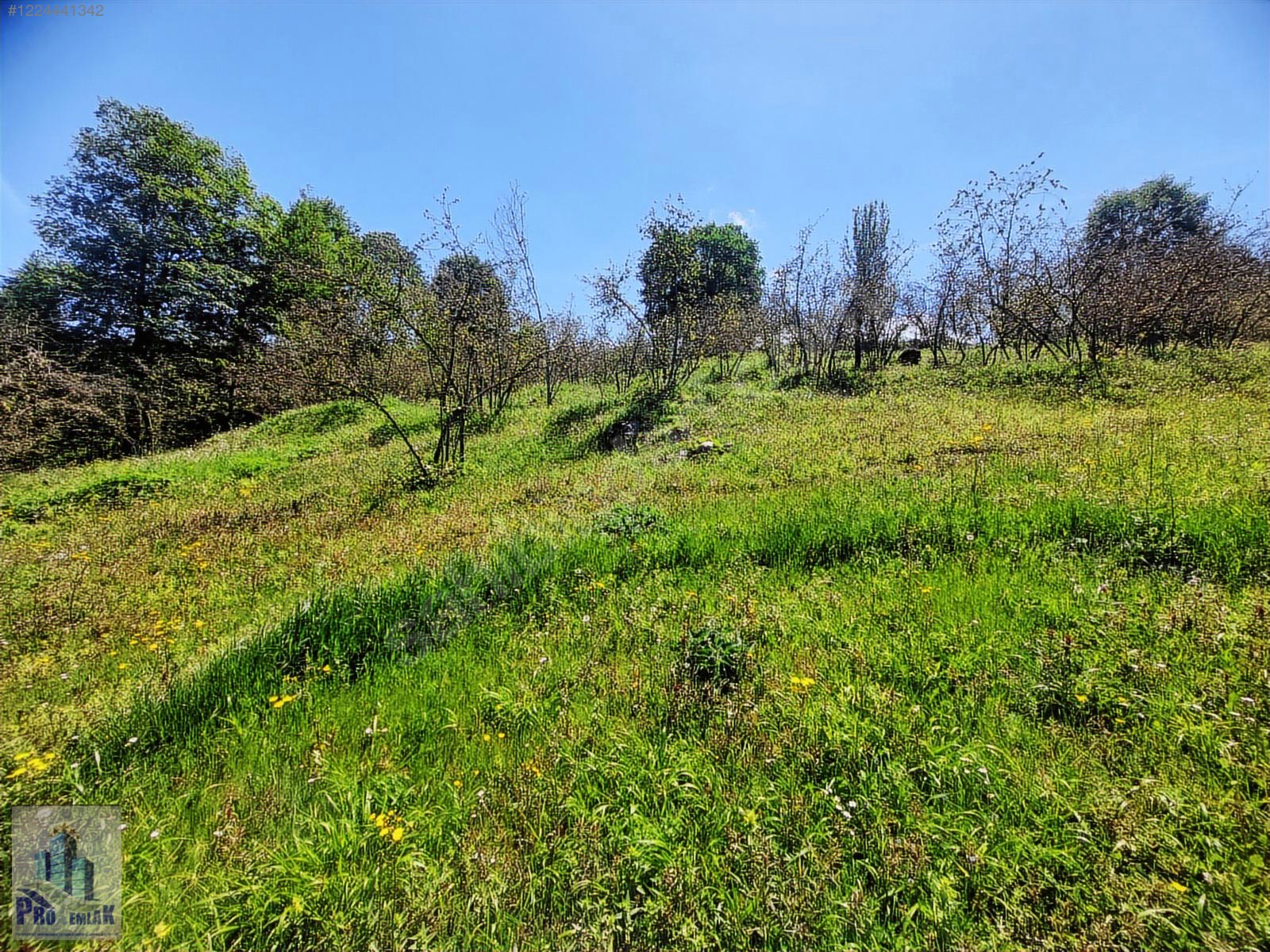 DÜZCE KAYNAŞLI BIÇKIYANI KONUT YAPILABİLİR 5009 M2 FINDIKLIK - DÜZCE KAYNAŞLI fotoğraf 11