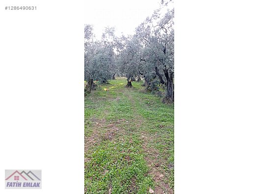 Fatih'ten Karsak ta 1245m2 yolu olan göl manzaralı zeytinlik - BURSA ORHANGAZİ fotoğraf 4
