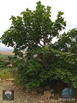 GÜLLÜBAHÇE MEVKİİ SATILIK ZEYTİNLİK-DEĞİRMEN VE HARIMI - AYDIN SÖKE fotoğraf 13