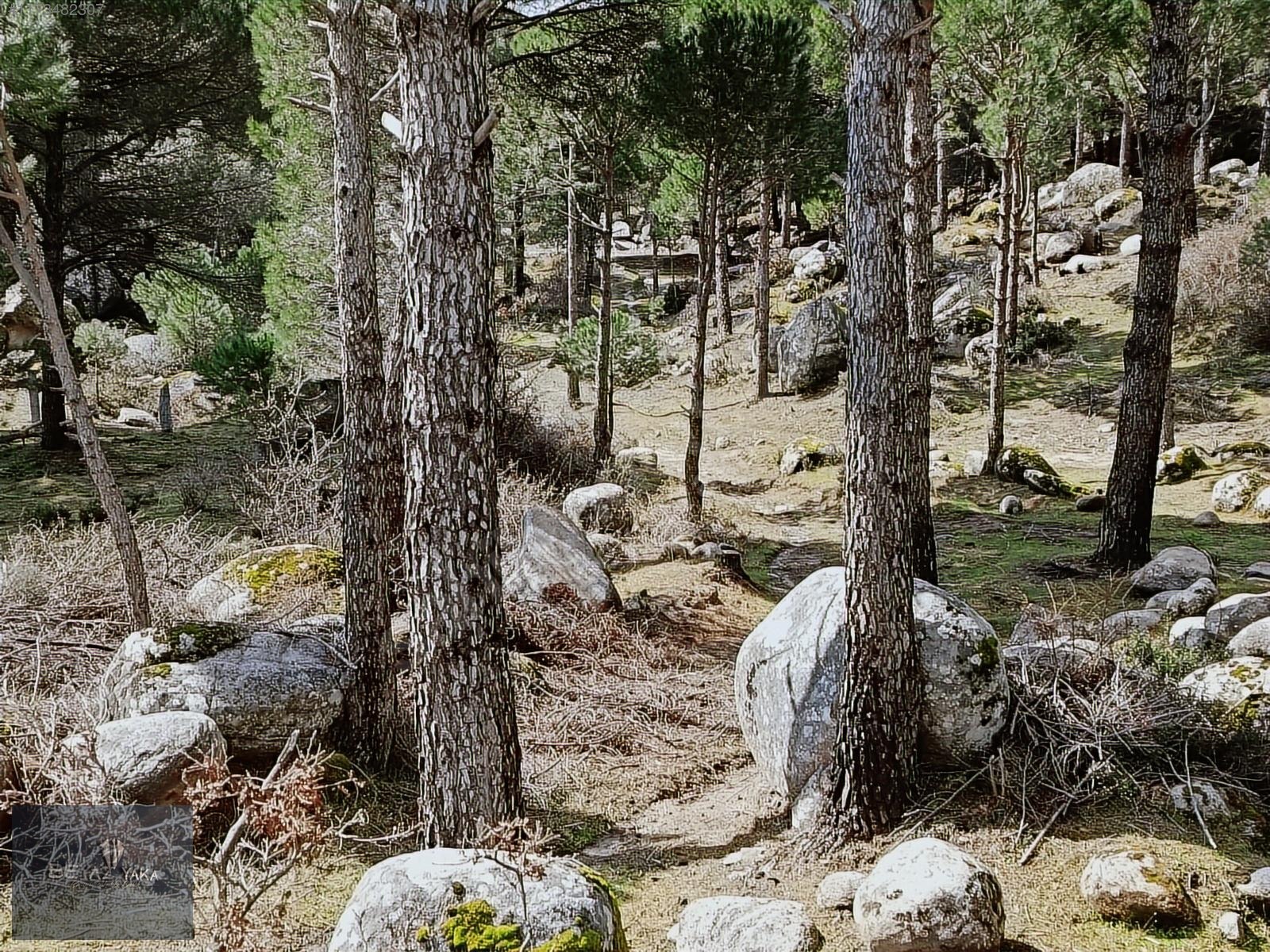 BEYAZYAKA'DAN BERGAMA HACIHAMZALAR MAH. SATILIK ARAZİ - İZMİR BERGAMA fotoğraf 5