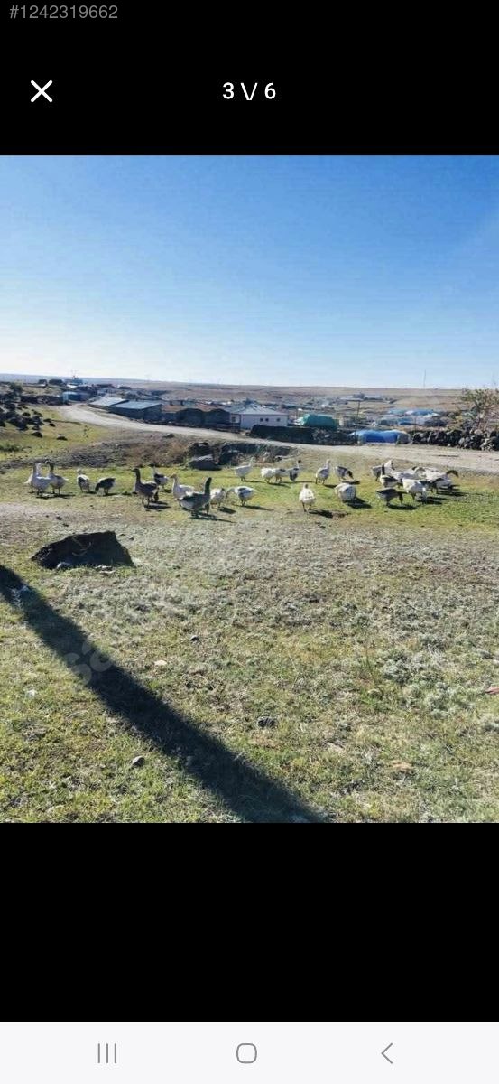 KARS ARPAÇAY BÜYÜKÇATMA  KÖYÜNDE 1.143 M²  ARSAMIZ  SATILIKTIR - KARS ARPAÇAY fotoğraf 5