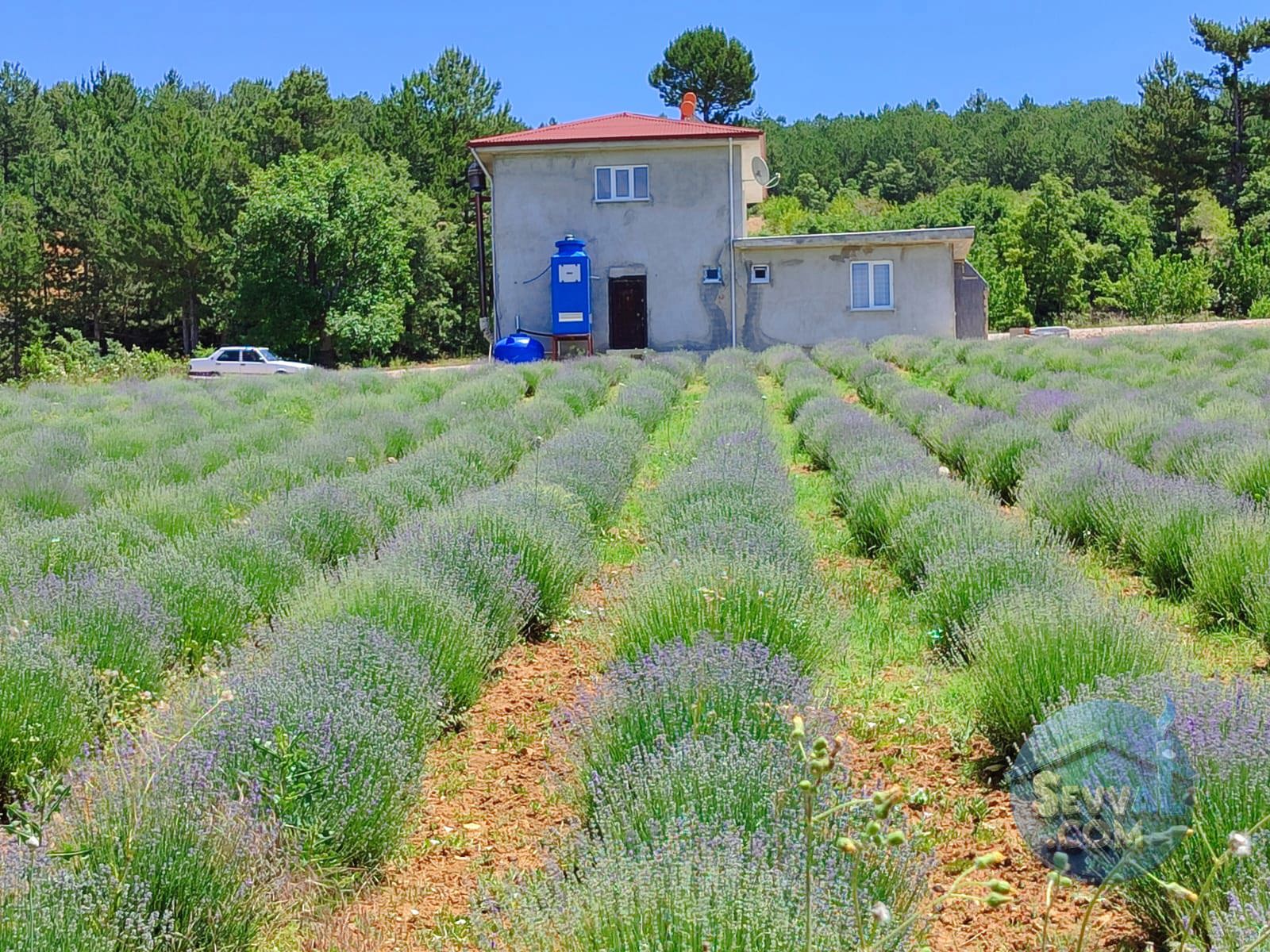 KÜTAHYA ŞAPHANE PAZAR MAHALLESİNDE  1.999 M²  İMARLI ARSA SATILIKTIR - KÜTAHYA ŞAPHANE fotoğraf 15