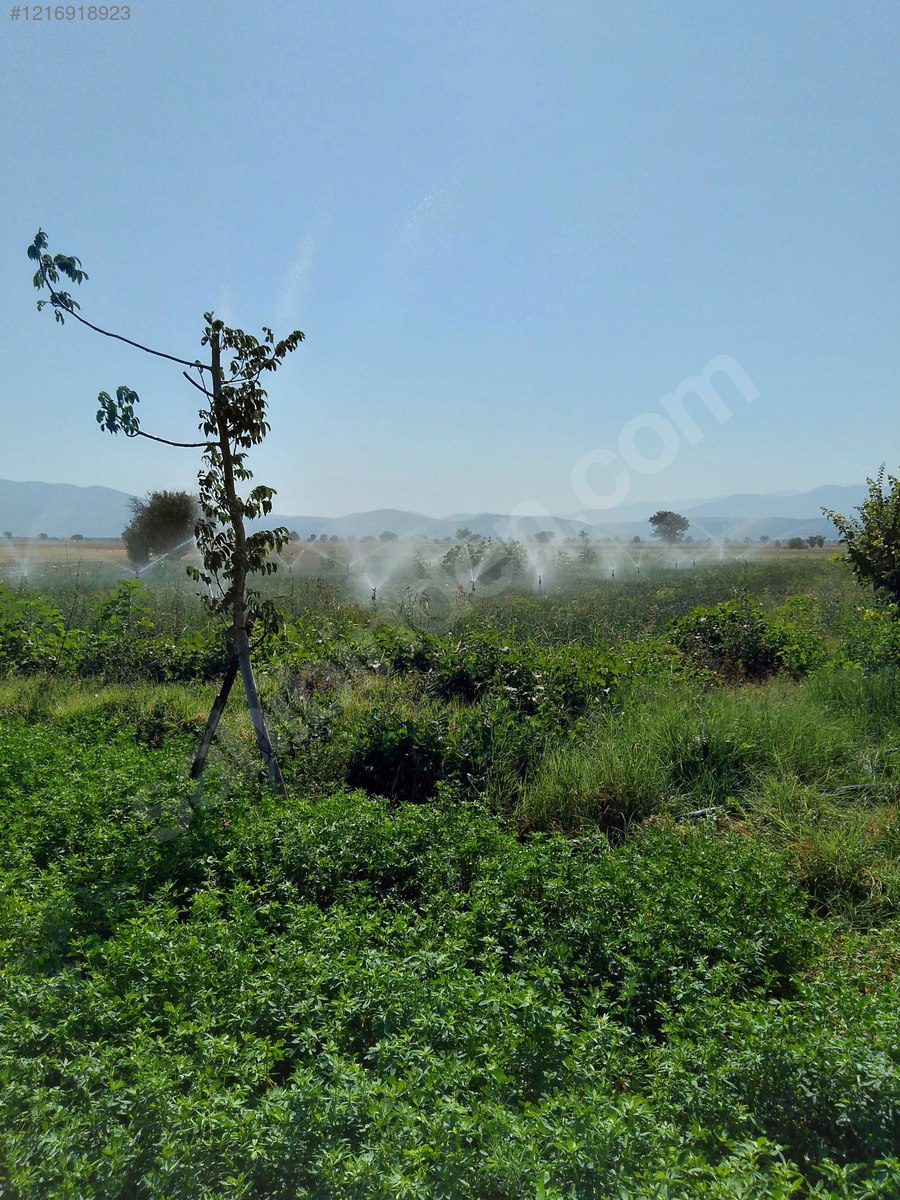 DENİZLİ ACIPAYAM APA  KÖYÜNDE 2.976  M² TARLA  SATILIKTIR - DENİZLİ ACIPAYAM fotoğraf 8