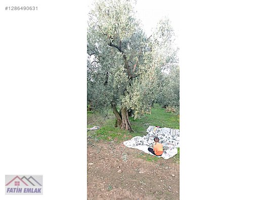 Fatih'ten Karsak ta 1245m2 yolu olan göl manzaralı zeytinlik - BURSA ORHANGAZİ fotoğraf 6