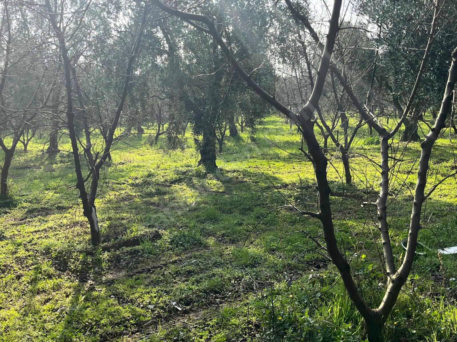 BURSA İZNİK ÖMERLİ MAHALLESİ'NDE  9.656 M² TARLAMIZ SATILIKTIR - BURSA İZNİK fotoğraf 16