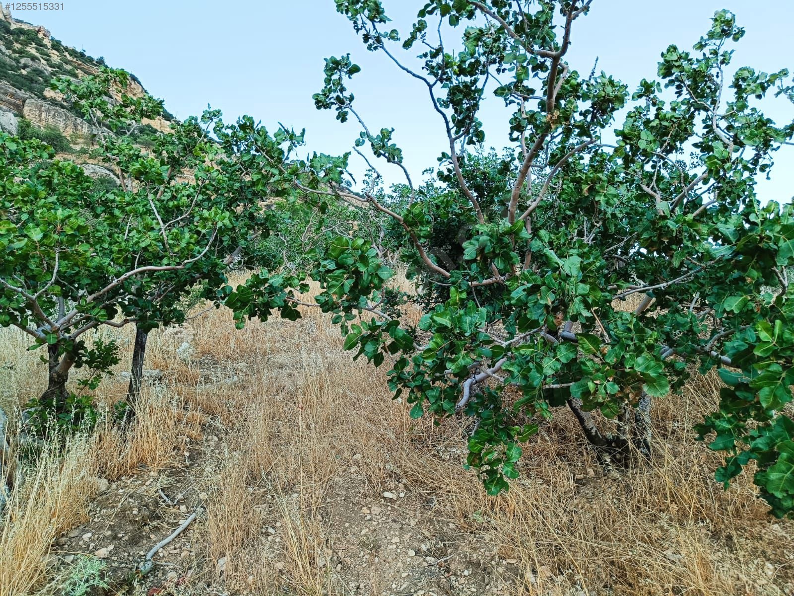    MERSİN MUT GEÇİMLİ KÖYÜ 6,866M² BAĞIMIZ SATILIKTIR.   - MERSİN MUT fotoğraf 16