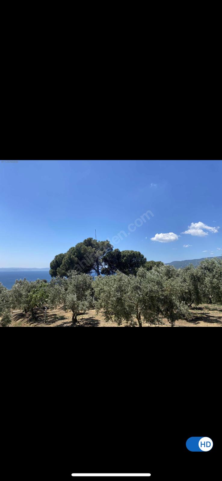 Bursa Gemlik Karacaali mahallesi satılık zeytinlik - BURSA GEMLİK fotoğraf 3