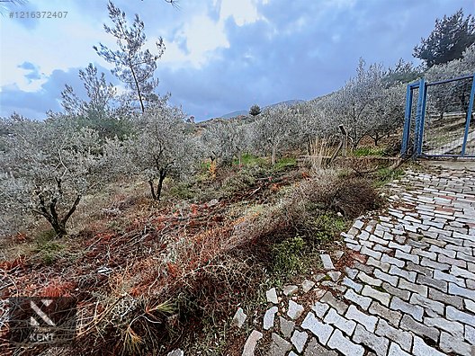 Kemalpaşa Armutlu Hürriyet Mah. Satılık 1.950 m2 Bahçe - İZMİR KEMALPAŞA fotoğraf 26