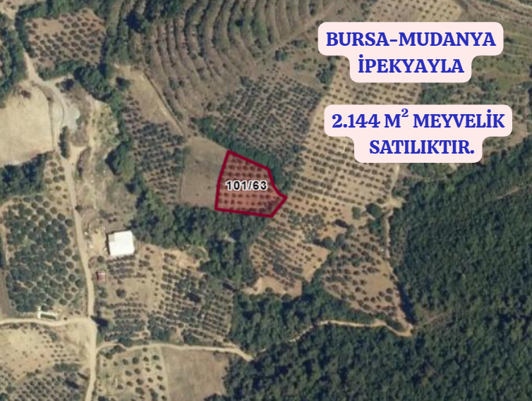 BURSA MUDANYA İPEKYAYLA KÖYÜNDE 2.144 M²  MEYVELİK SATILIKTIR - BURSA MUDANYA fotoğraf 2